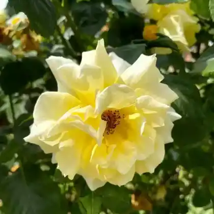 Foto von Strauchrose 'Lichtkönigin Lucia' (Rosa 'Lichtkönigin Lucia')