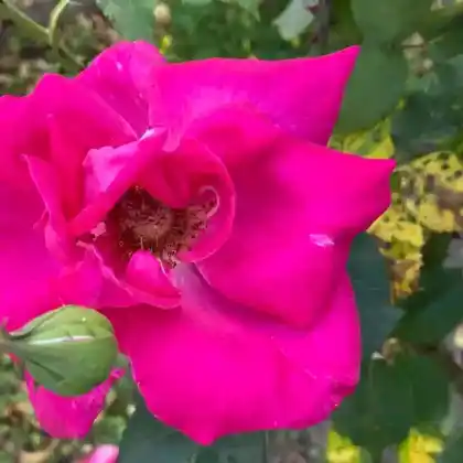 Foto von Rose 'Prof. Knöll' (Rosa 'Prof. Knöll')