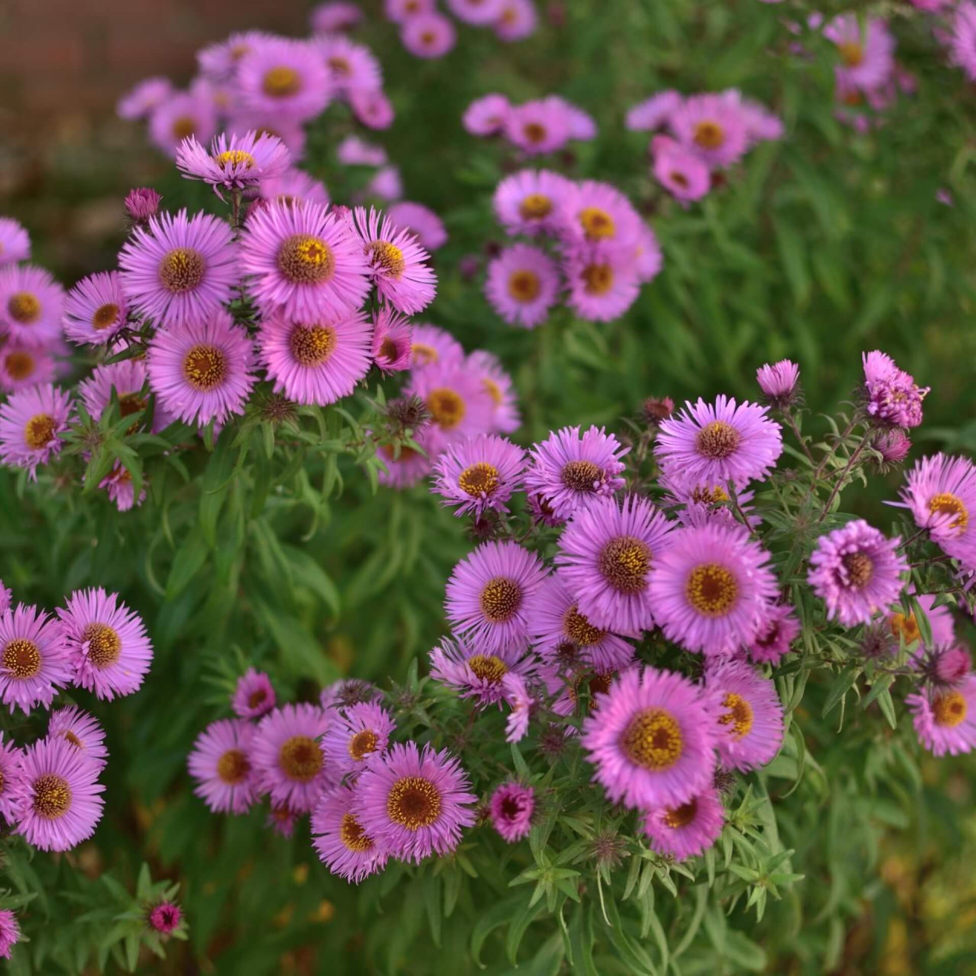 Glattblatt-Aster 'Karminkuppel' (Aster novi-belgii 'Karminkuppel')