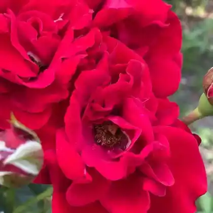 Foto von Beetrose 'Nina Weibull' (Rosa 'Nina Weibull')