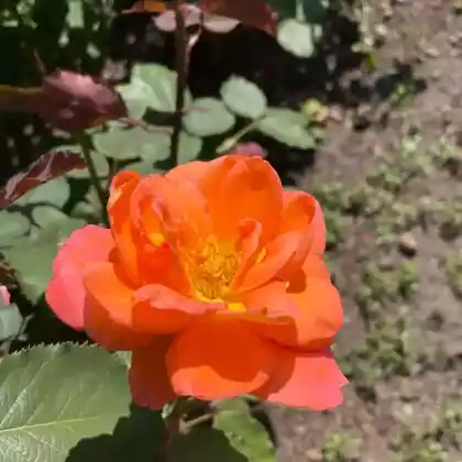 Foto von Rose 'Reigen' (Rosa 'Reigen')
