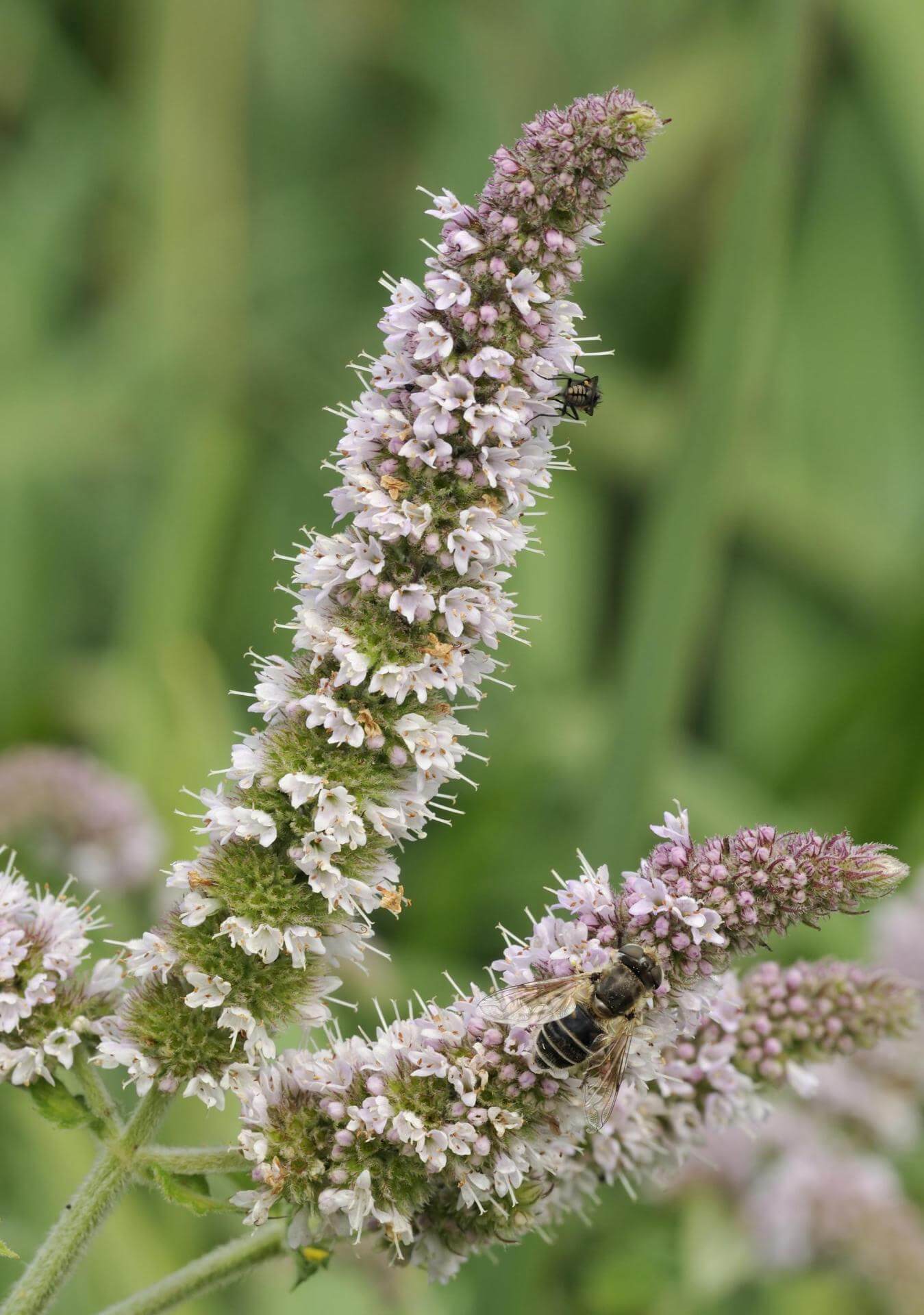 ApfelMinze / Mentha x rotundifolia