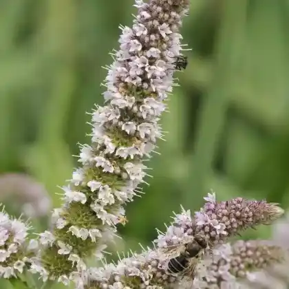 Foto von Apfel-Minze (Mentha x rotundifolia)