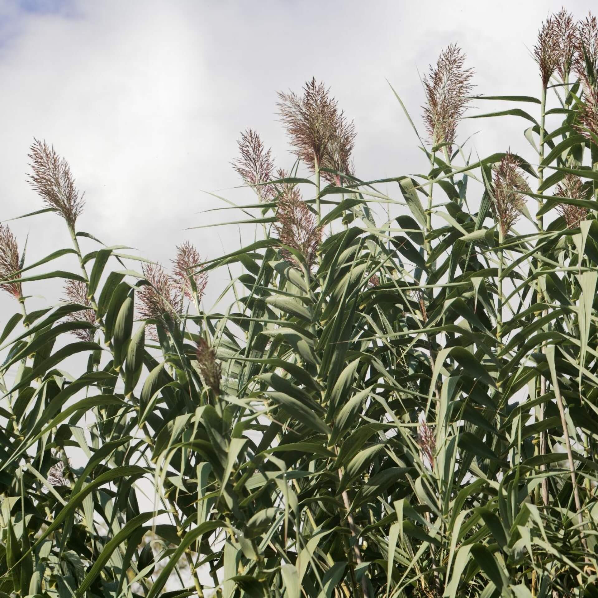 Riesen-Chinaschilf (Miscanthus x giganteus)