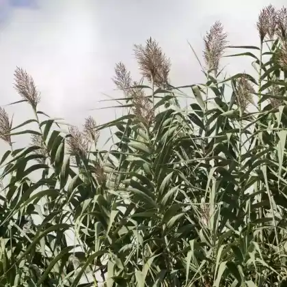 Foto von Riesen-Chinaschilf (Miscanthus x giganteus)
