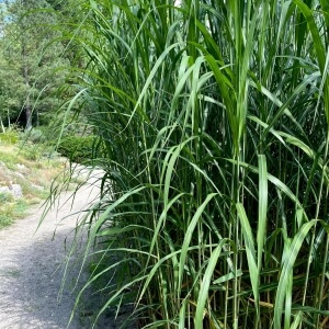 Miscanthus sinensis