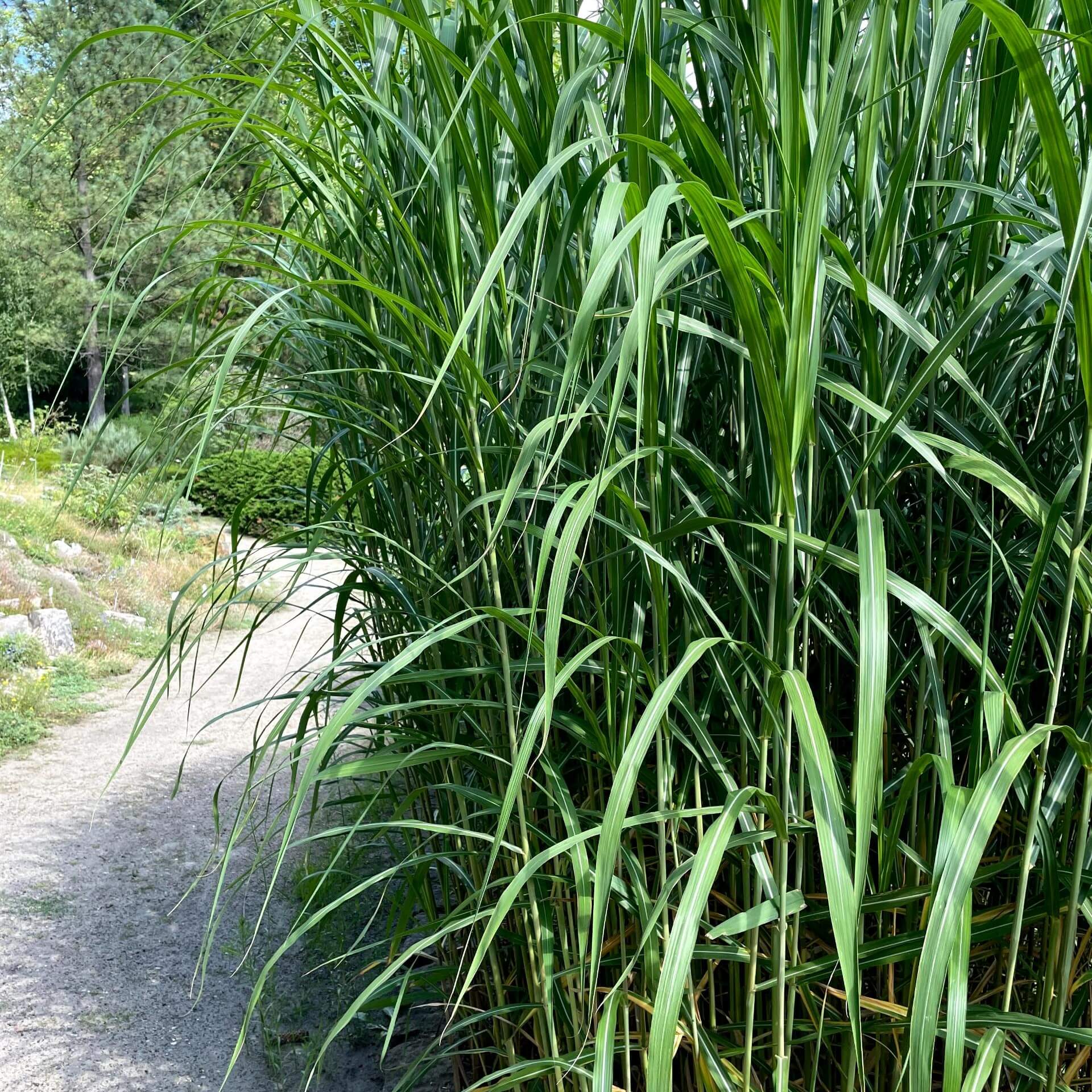 Chinaschilf (Miscanthus sinensis)