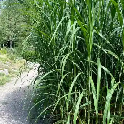 Foto von Chinaschilf (Miscanthus sinensis)