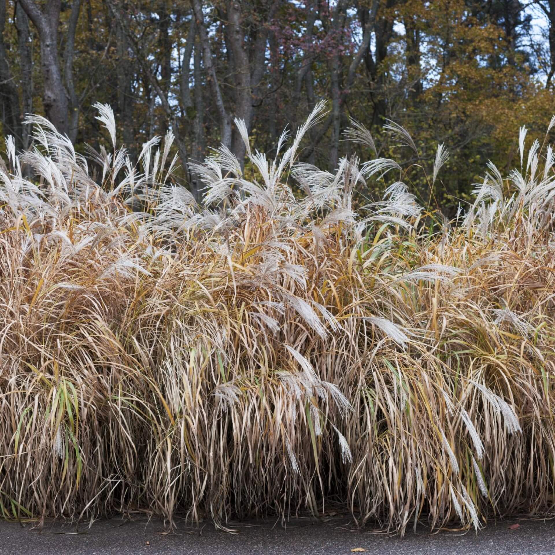 Silberfahnengras (Miscanthus sacchariflorus)