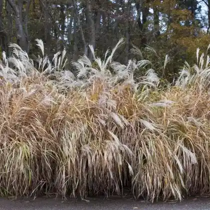 Foto von Silberfahnengras (Miscanthus sacchariflorus)