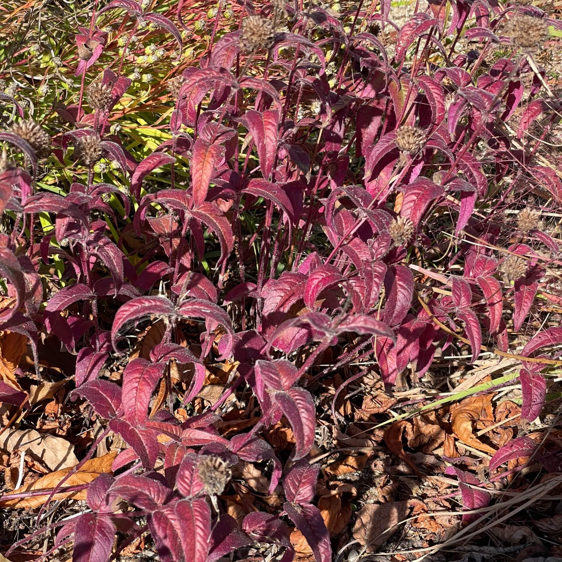 Bradburies Indianernessel  (Monarda bradburiana)