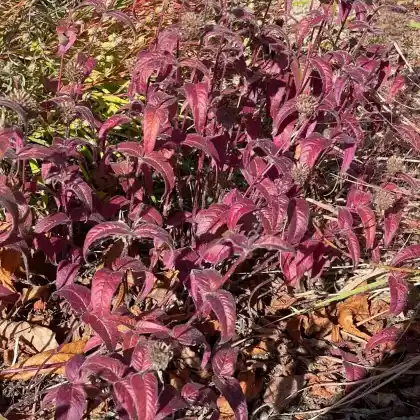 Foto von Bradburies Indianernessel  (Monarda bradburiana)