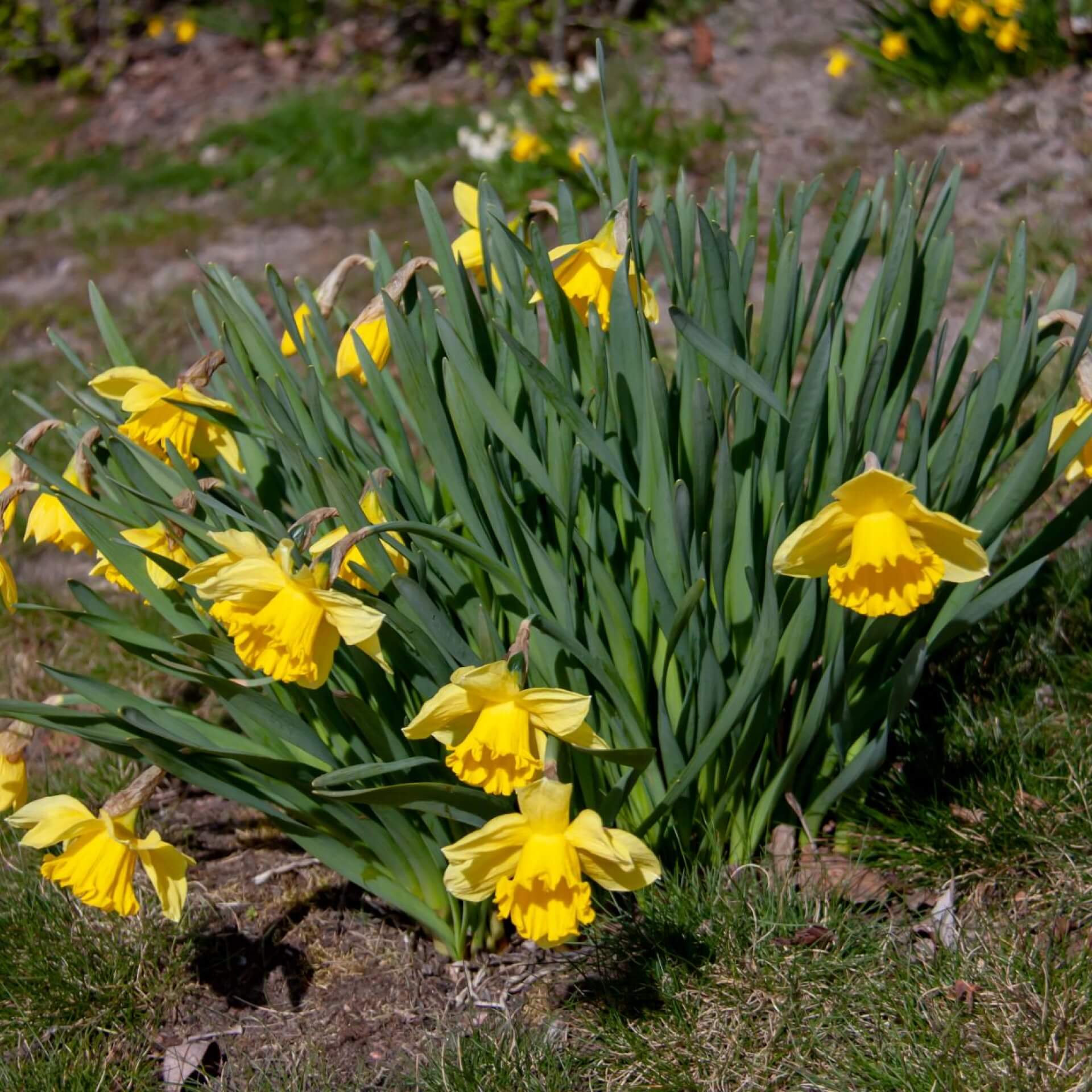 Jonquille (Narcissus jonquilla)