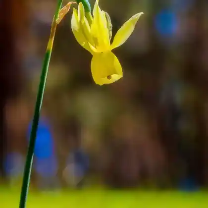 Foto von Engelstränen-Narzisse (Narcissus triandrus)
