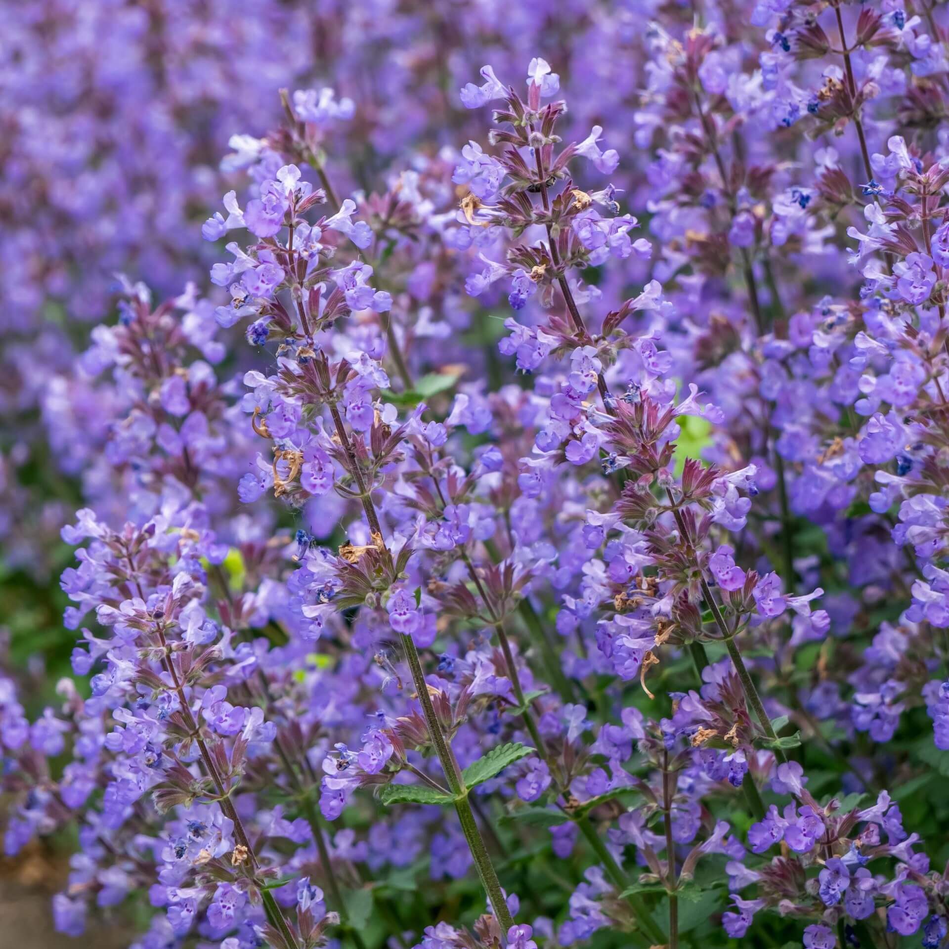 Trauben-Katzenminze (Nepeta racemosa)