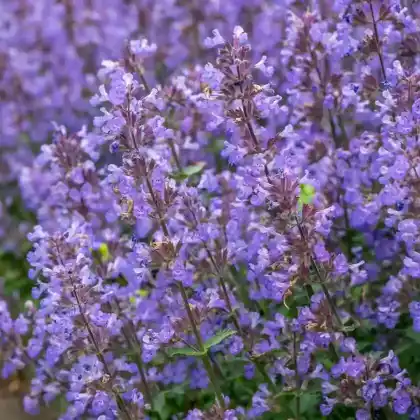Foto von Trauben-Katzenminze (Nepeta racemosa)
