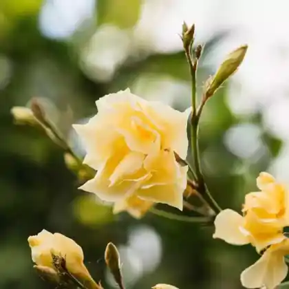 Foto von Oleander 'Luteum Plenum' (Nerium oleander 'Luteum Plenum')