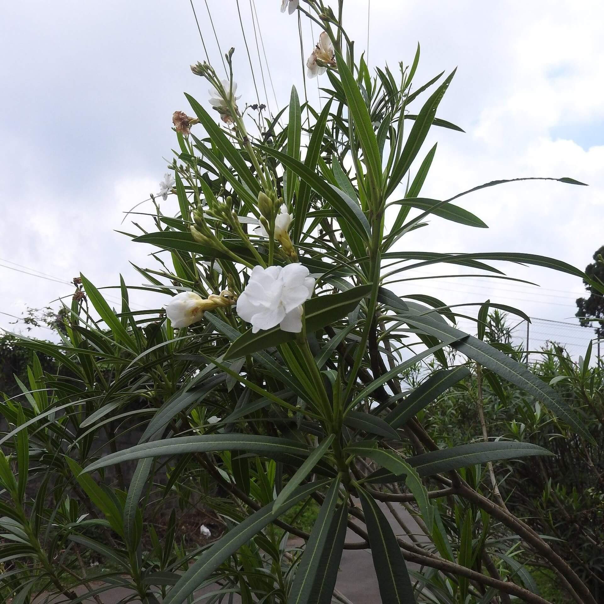 Oleander 'Mont Blanc' (Nerium oleander 'Mont Blanc')