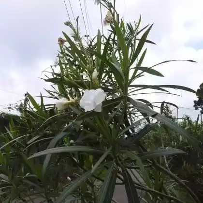 Foto von Oleander 'Mont Blanc' (Nerium oleander 'Mont Blanc')