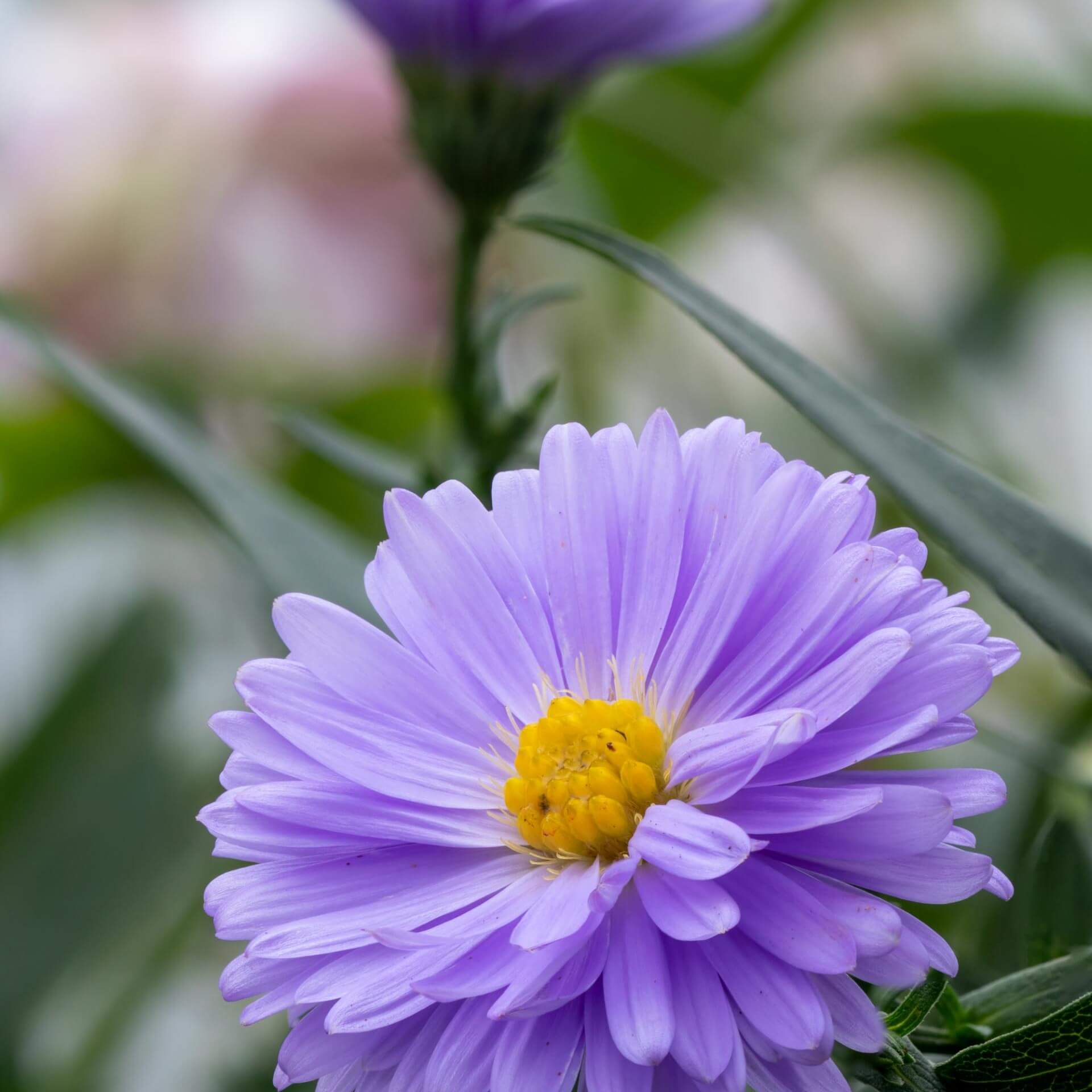 Glattblatt-Aster 'Marie Ballard' (Aster novi-belgii 'Marie Ballard')