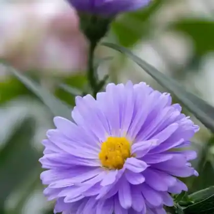 Foto von Glattblatt-Aster 'Marie Ballard' (Aster novi-belgii 'Marie Ballard')