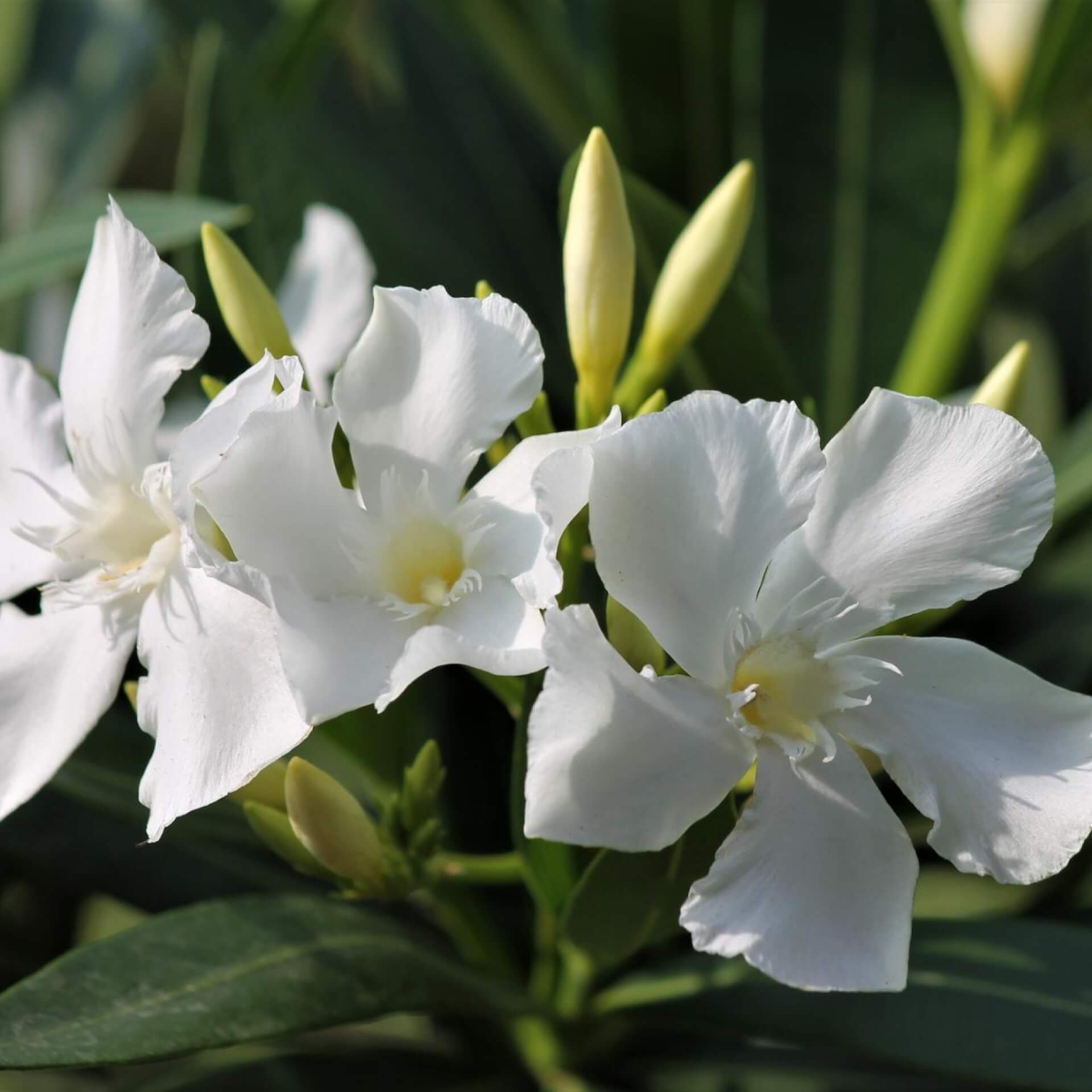 Oleander 'Soeur Agnes' (Nerium oleander 'Soeur Agnes')