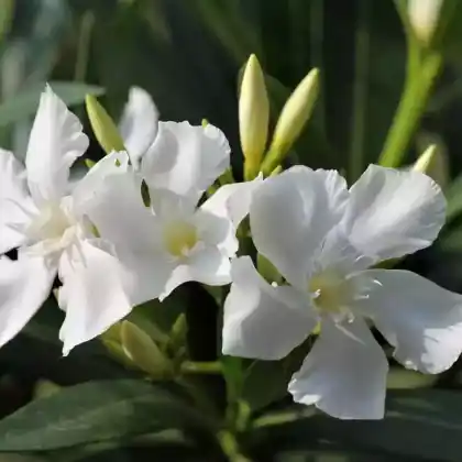Foto von Oleander 'Soeur Agnes' (Nerium oleander 'Soeur Agnes')