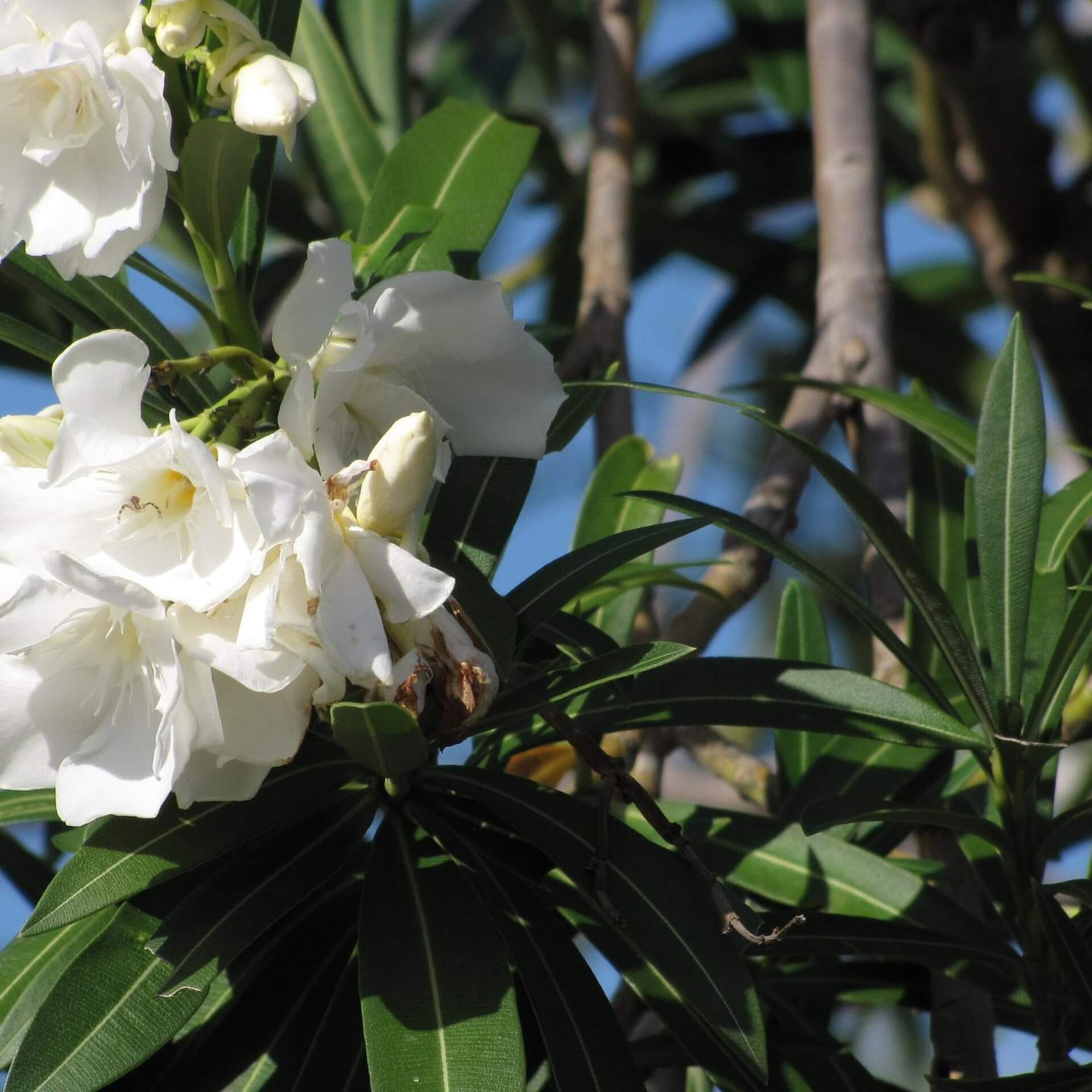 Oleander 'Album Plenum' (Nerium oleander 'Album Plenum')