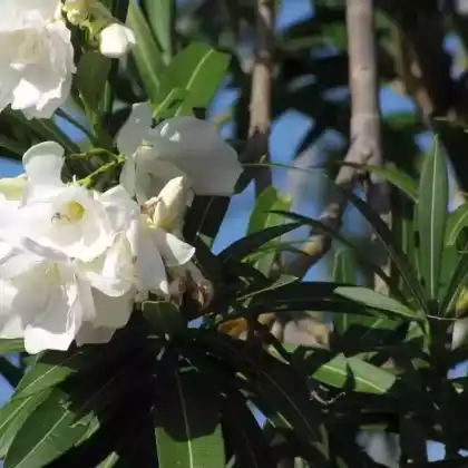 Foto von Oleander 'Album Plenum' (Nerium oleander 'Album Plenum')