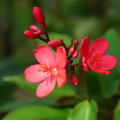 Foto von Oleander 'Hardy Red' (Nerium oleander 'Hardy Red')