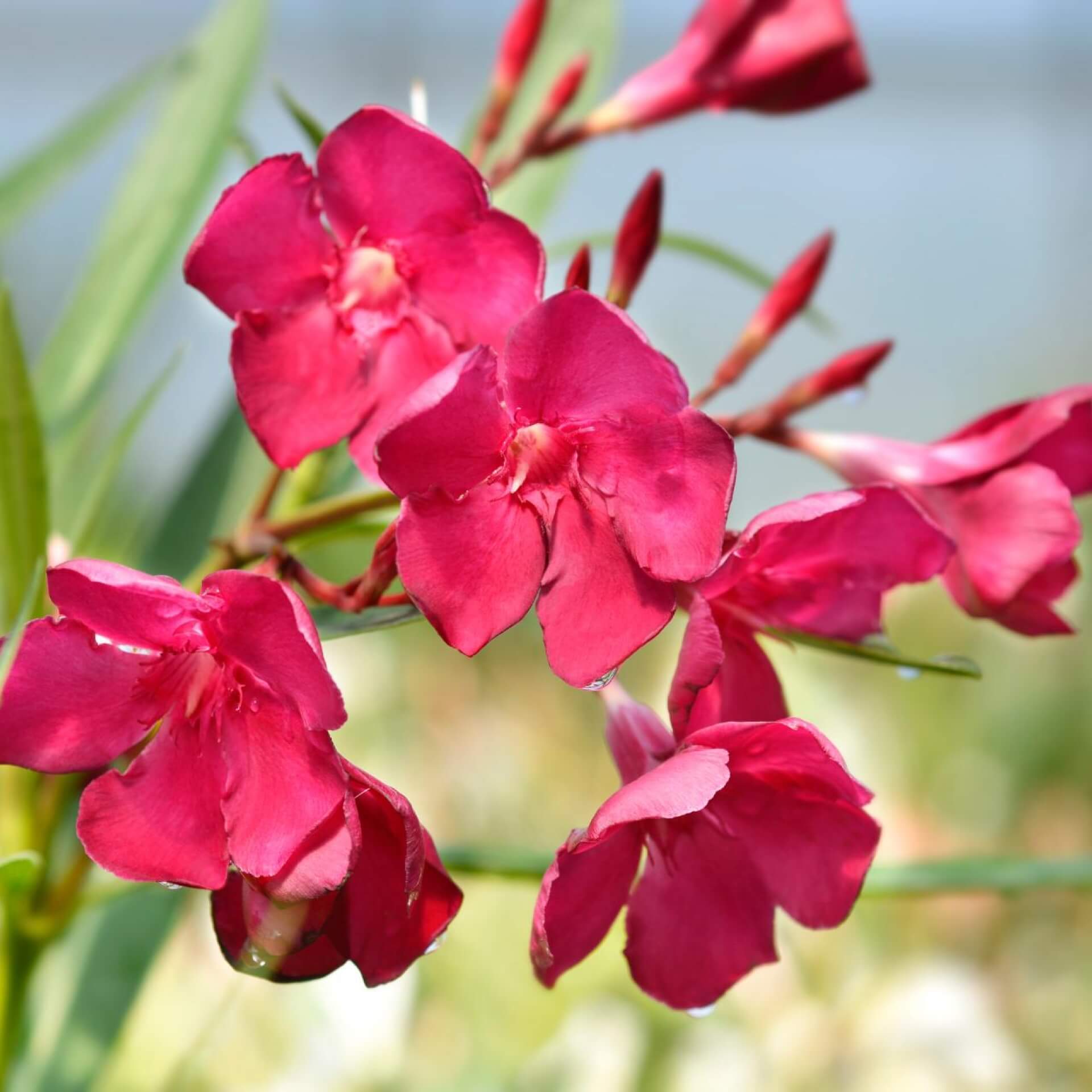 Oleander 'Emile Sahut' (Nerium oleander 'Emile Sahut')