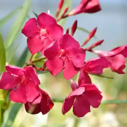 Foto von Oleander 'Emile Sahut' (Nerium oleander 'Emile Sahut')