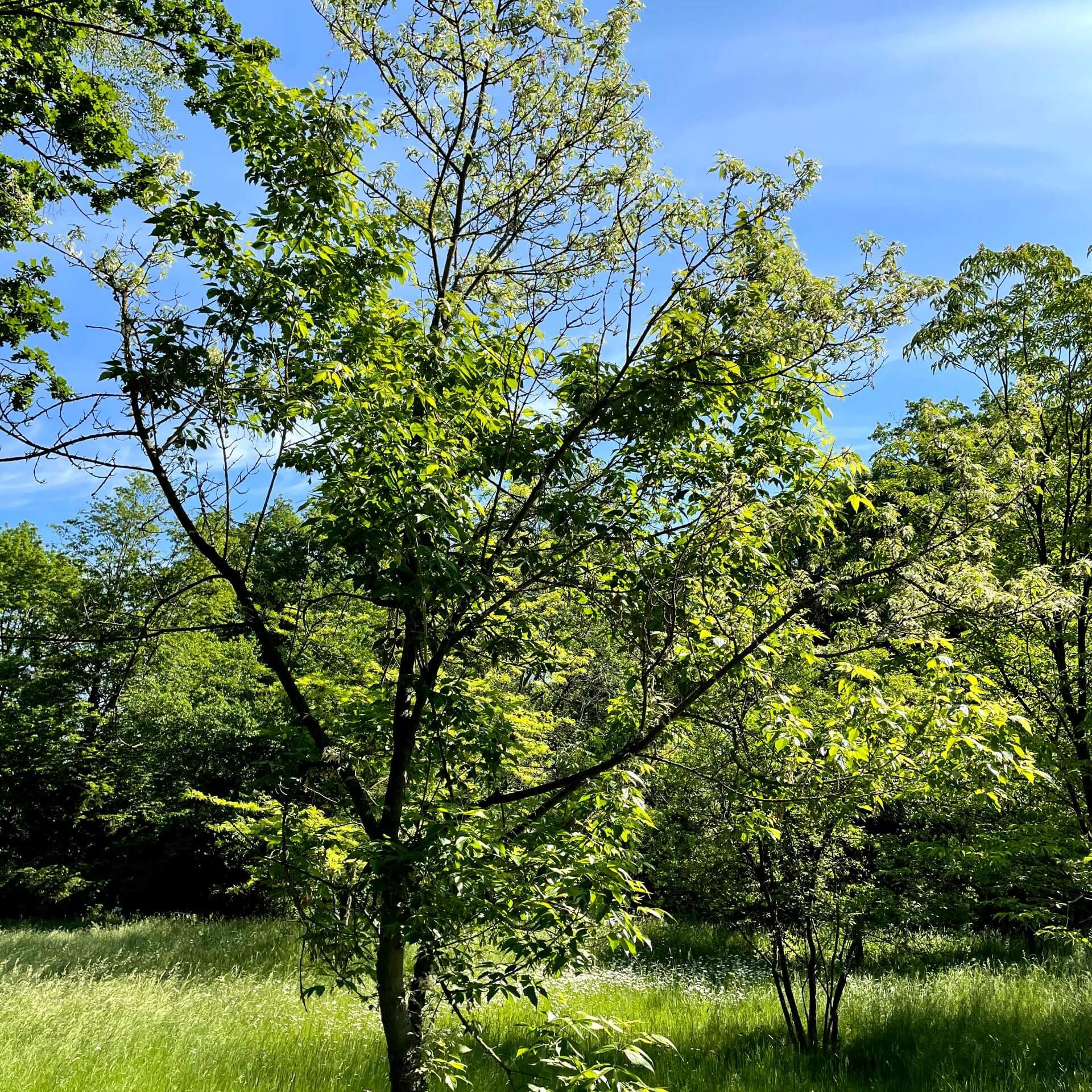 Silbereschen Ahorn (Acer negundo 'Variegatum')