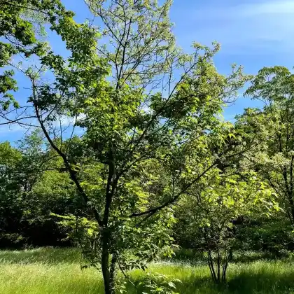 Foto von Silbereschen Ahorn (Acer negundo 'Variegatum')
