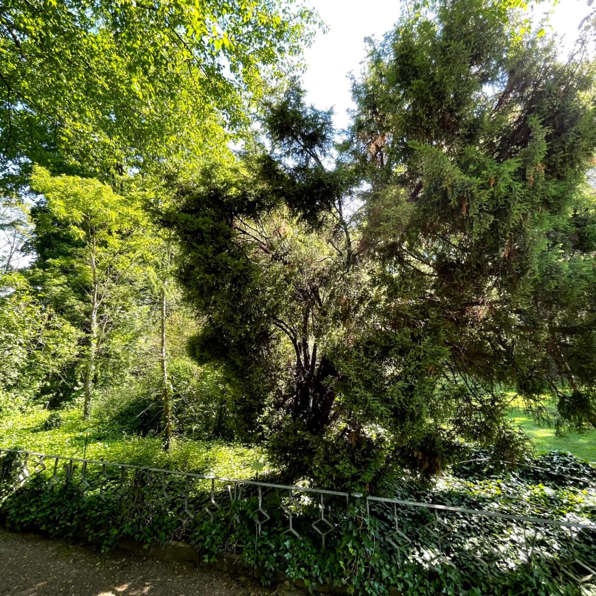 Chinesischer Säulenwacholder 'Stricta' (Juniperus chinensis 'Stricta')