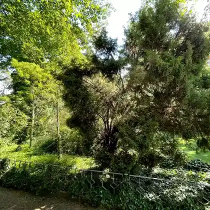 Foto von Chinesischer Säulenwacholder 'Stricta' (Juniperus chinensis 'Stricta')