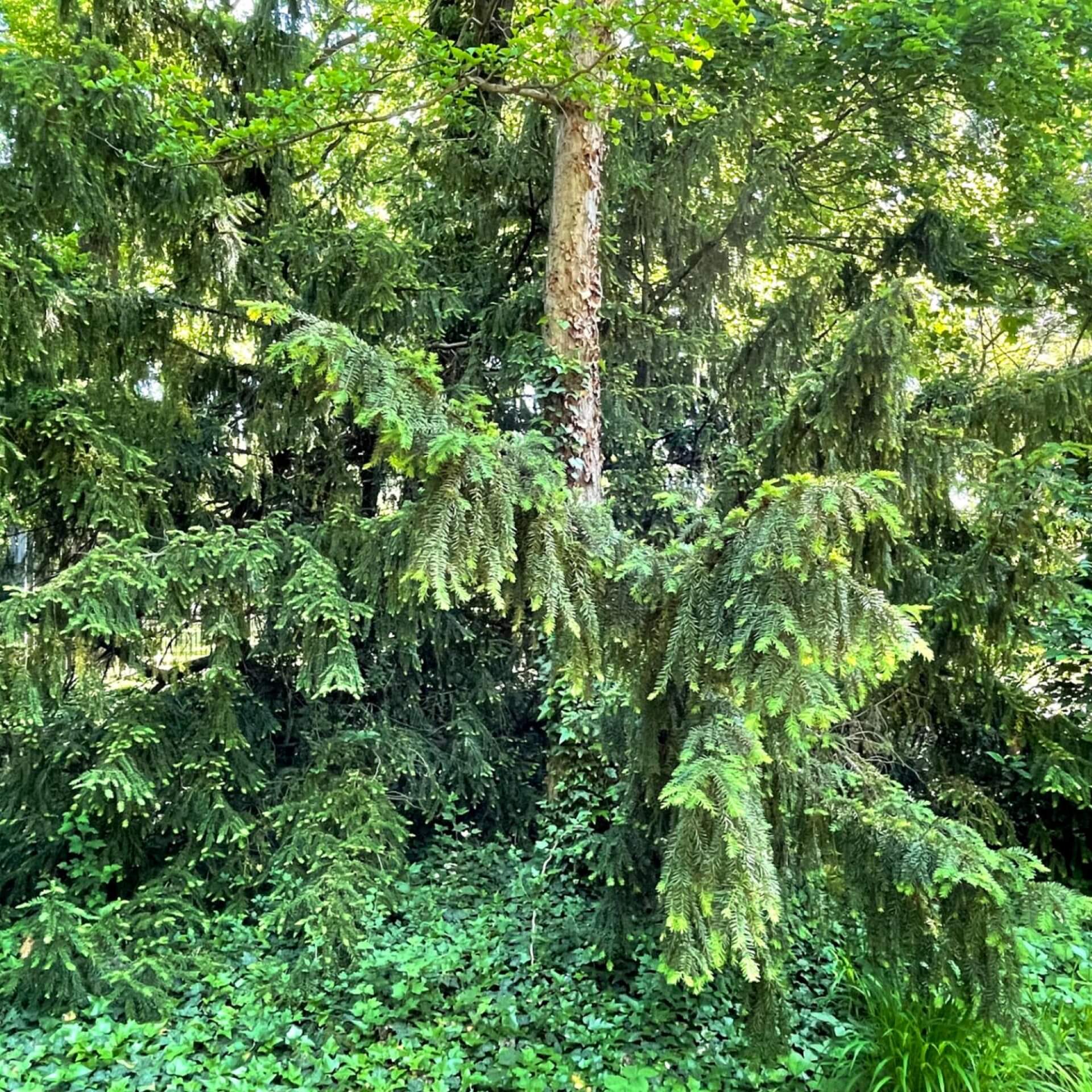 Adlerschwingen-Eibe (Taxus baccata 'Dovastoniana')