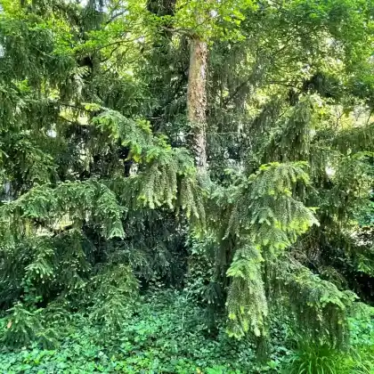 Foto von Adlerschwingen-Eibe (Taxus baccata 'Dovastoniana')
