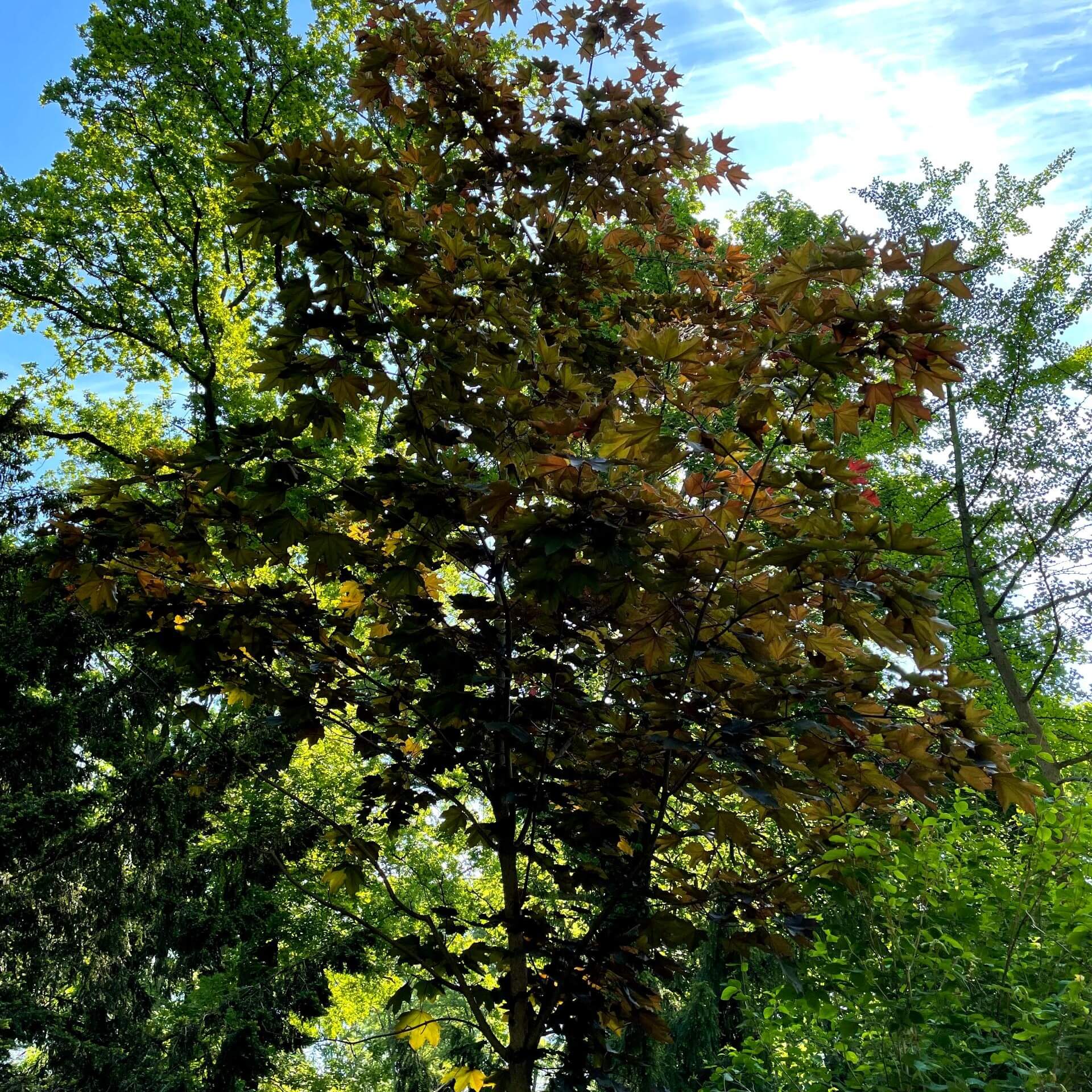 Oregon-Blutahorn 'Royal Red' (Acer platanoides 'Royal Red')