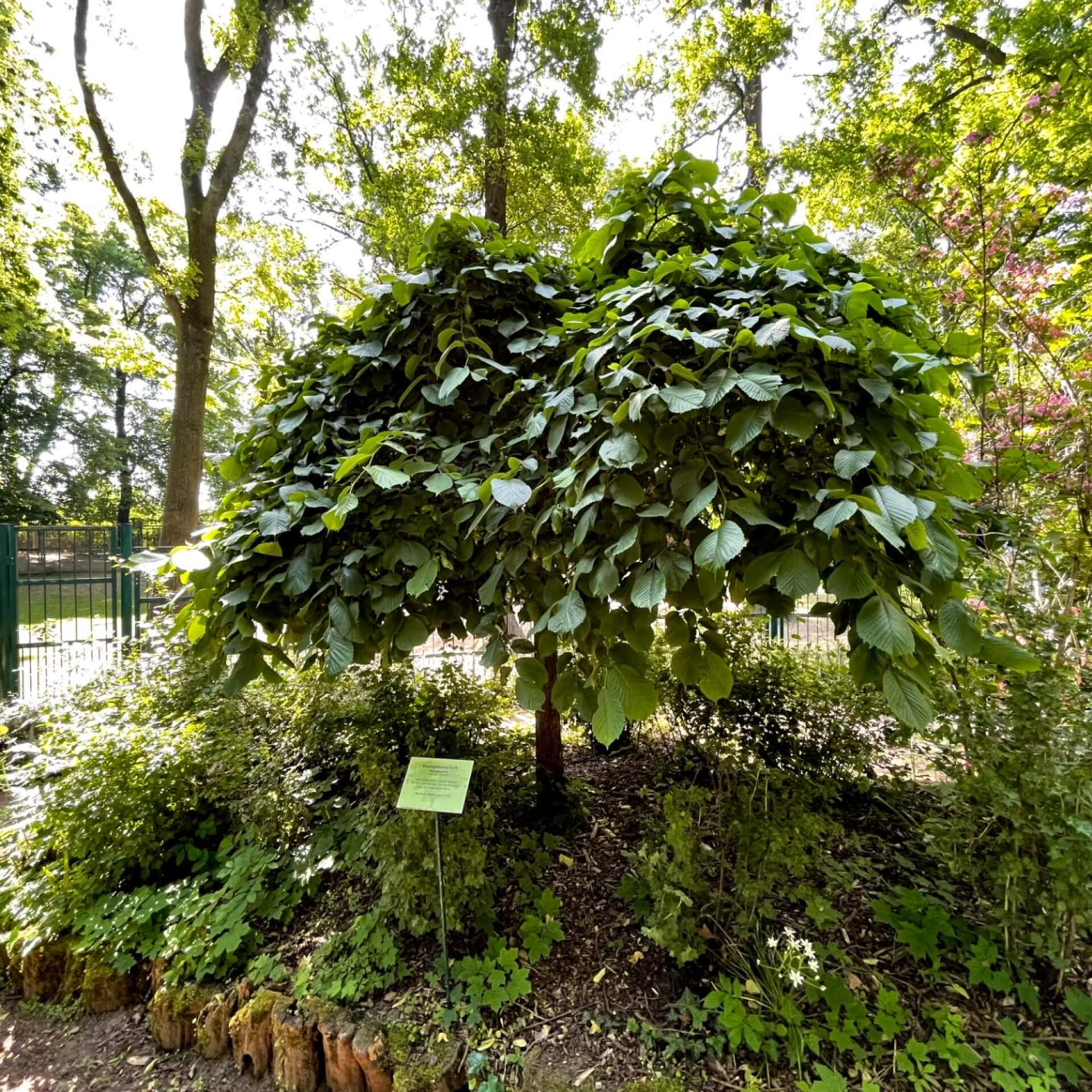 Laubenulme 'Pendula' (Ulmus glabra 'Pendula')