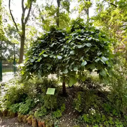 Foto von Laubenulme 'Pendula' (Ulmus glabra 'Pendula')