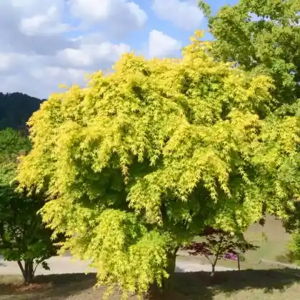 Foto von Fächer-Ahorn 'Katsura' (Acer palmatum 'Katsura')