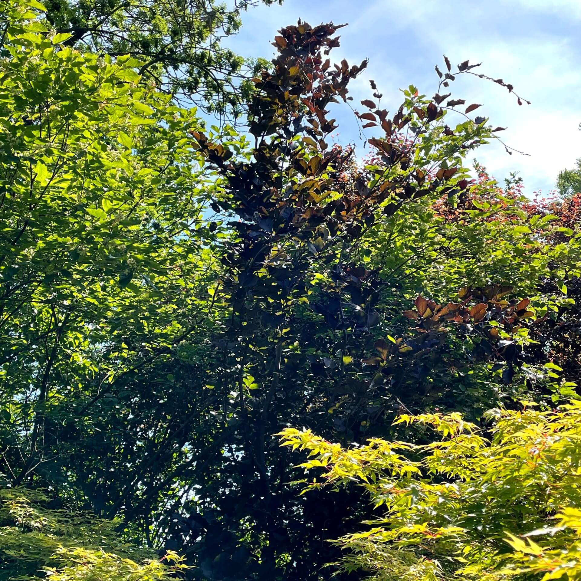 Säulen-Blutbuche 'Dawyck Purple' (Fagus sylvatica 'Dawyck Purple')