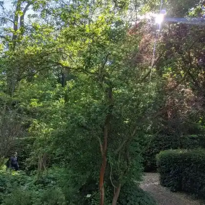 Foto von Feuer-Ahorn (Acer tataricum subsp. ginnala)