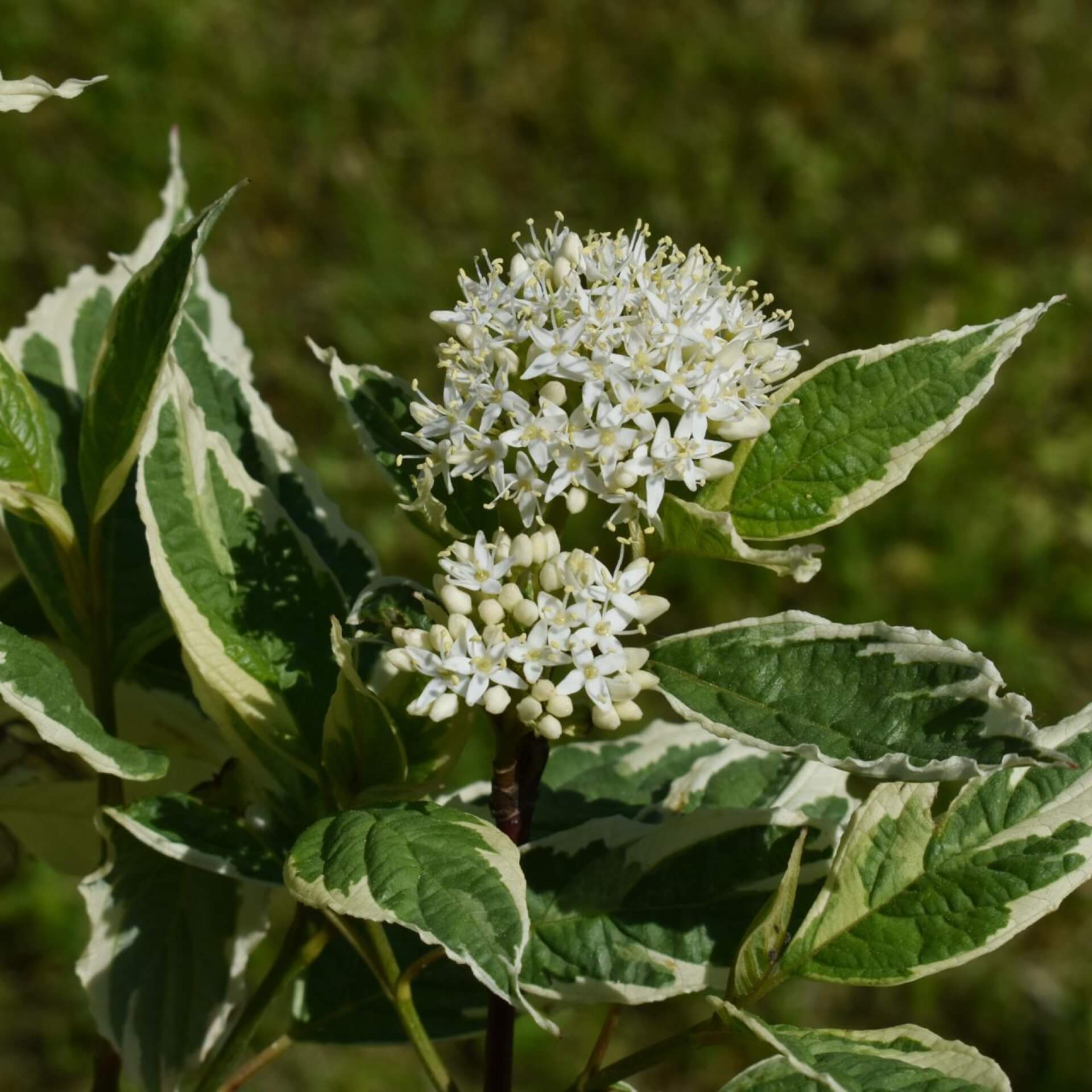 Weißbunter Hartriegel 'Elegantissima' (Cornus alba 'Elegantissima')