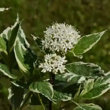 Foto von Weißbunter Hartriegel 'Elegantissima' (Cornus alba 'Elegantissima')