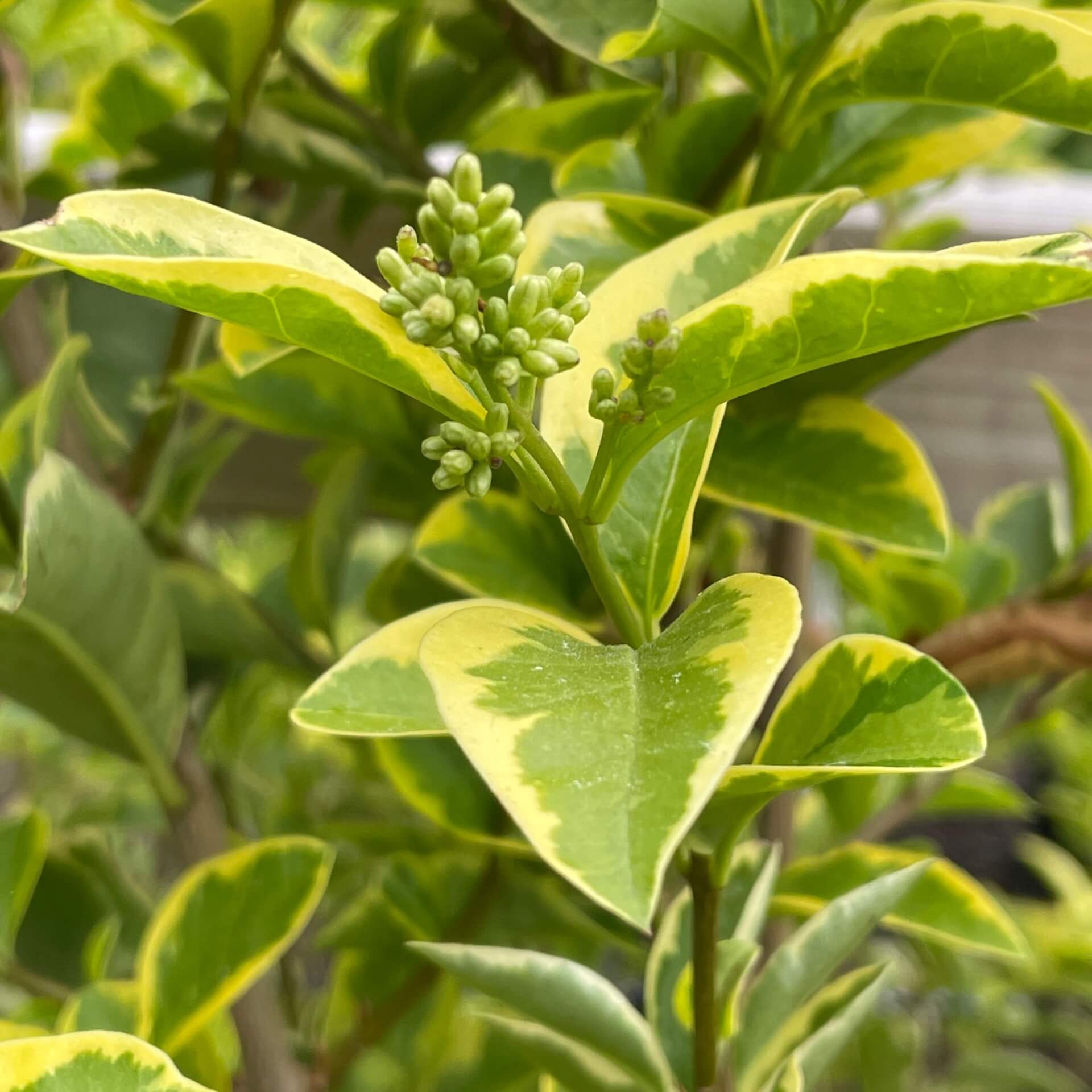 Goldliguster 'Aureum' (Ligustrum ovalifolium 'Aureum')