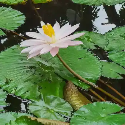Foto von Wohlriechende Seerose (Nymphaea odorata)