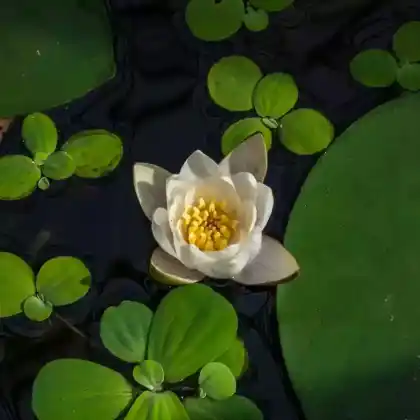 Foto von Zwerg-Seerose (Nymphaea tetragona)