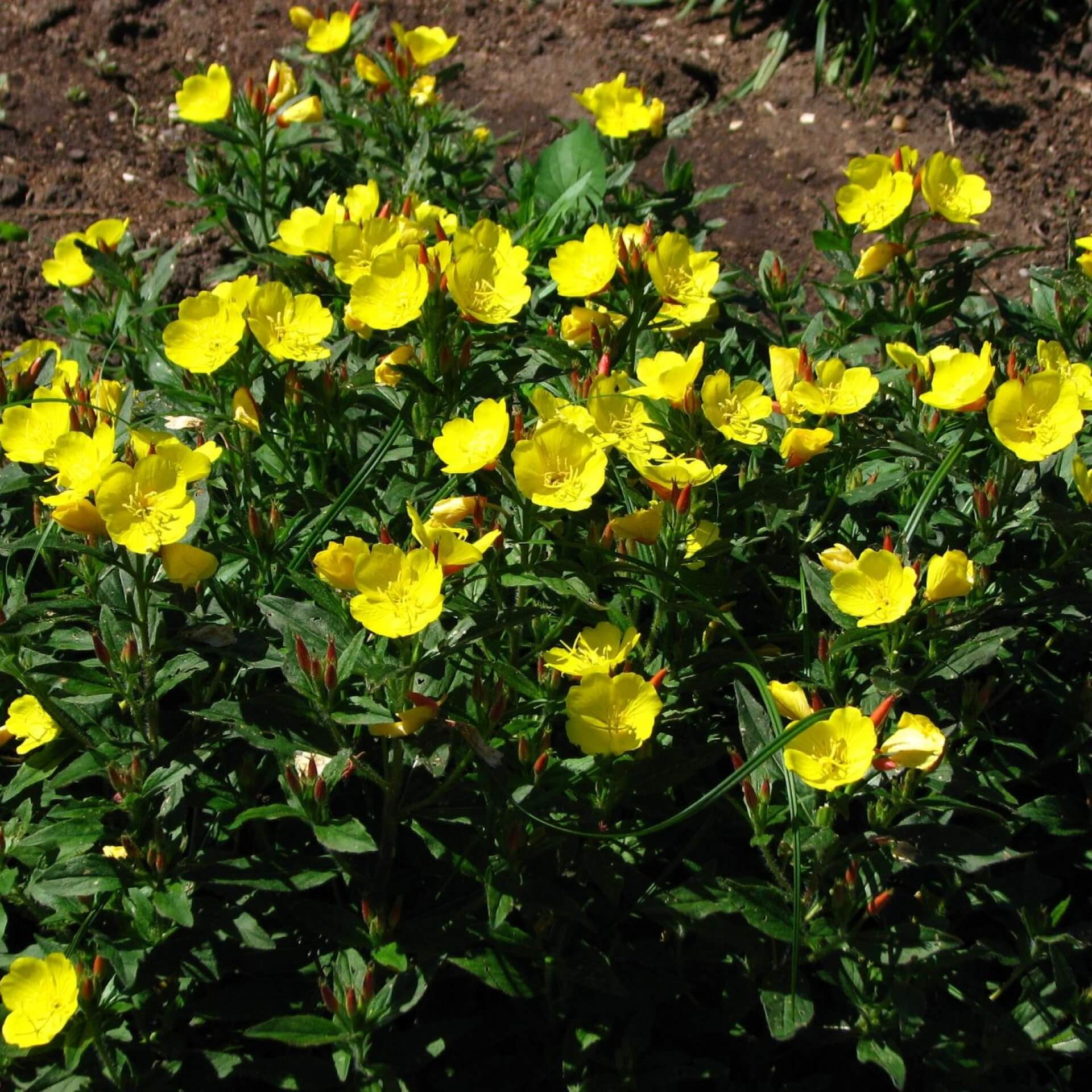 Stauden-Nachtkerze (Oenothera fruticosa)